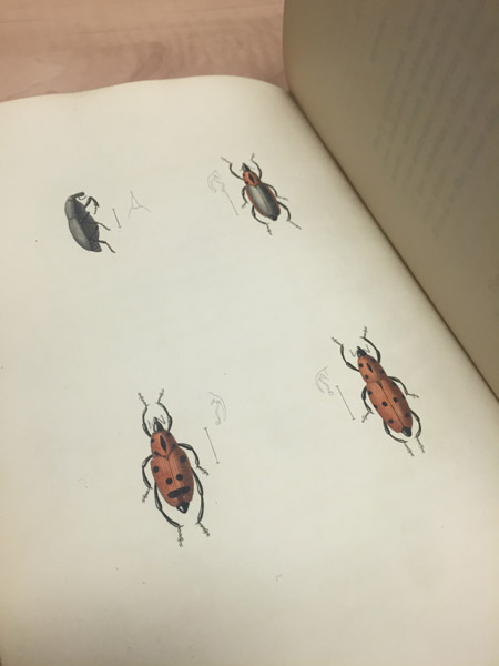 Inside page and illustration in American Entomology