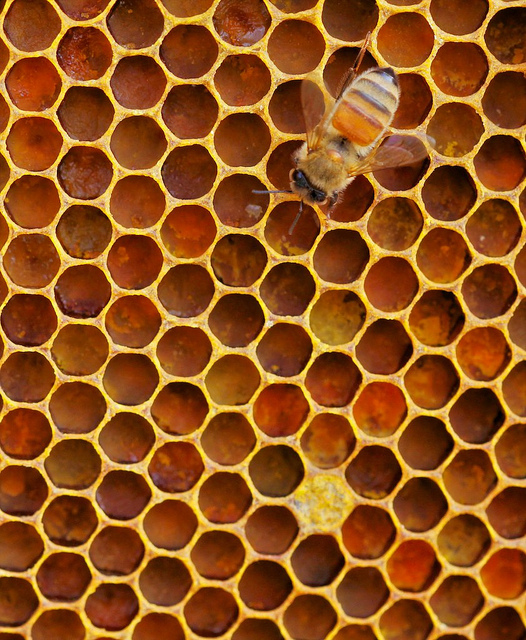 Honeybee on honeycomb