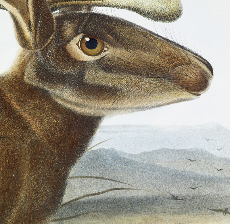 Detail of Audubon's painting of a Jackalope