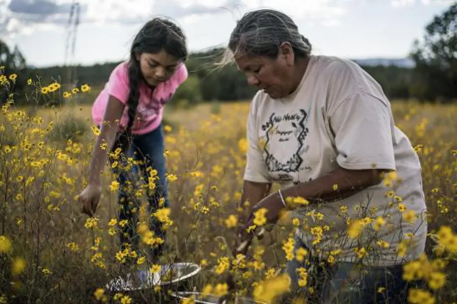 Native American woman with gray hair and a young girl with a long braid and wearing a pink shirt crouch in a field of yellow flowers, gathering something in a silver bowl