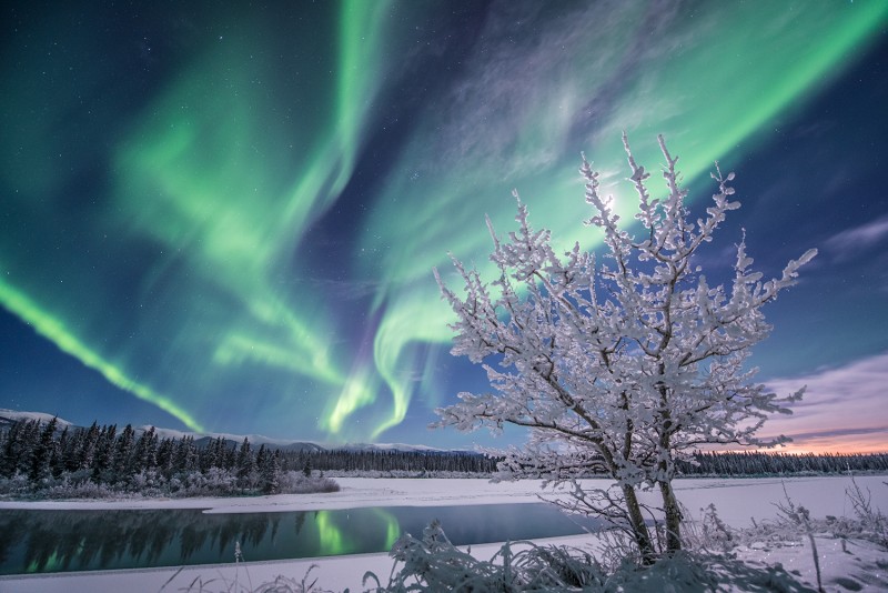 A pair of snow covered trees against the background of a green aurora sky.