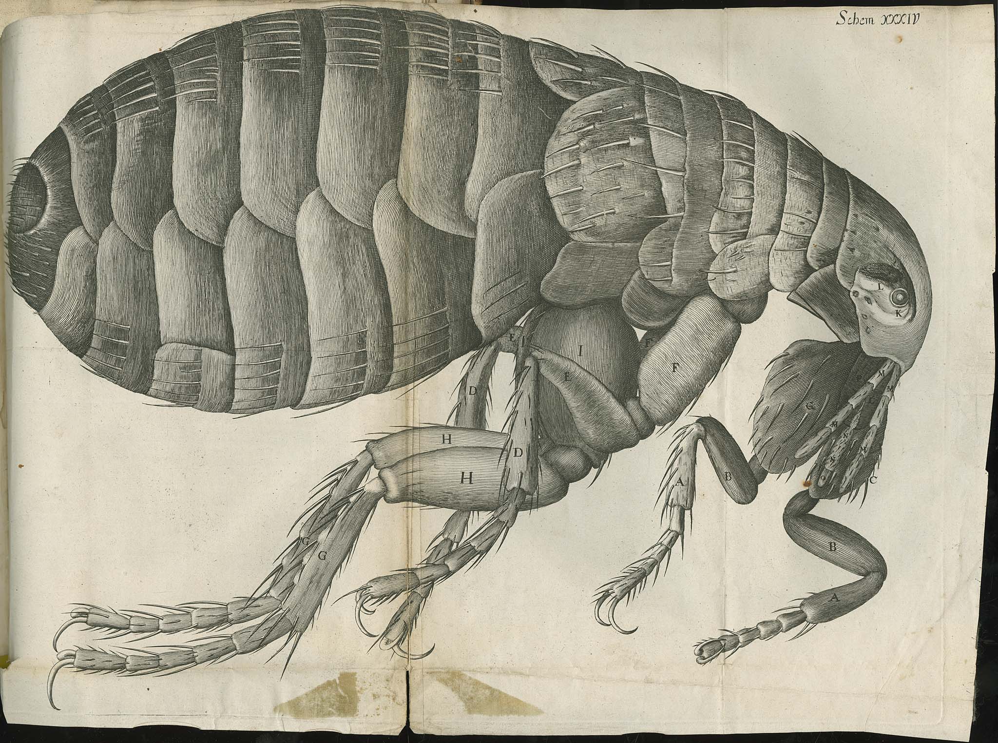 Micrographia. London: John Martyn & James Allestry. Printers of the Royal Society, 1665