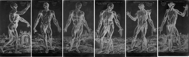 These six facsimiles are reversed-image reproductions based on six woodcuts of “muscle men” from Andreas Vesalius’ masterly treatise on human anatomy, De humani corporis fabrica libri septem (Basel, 1543). 