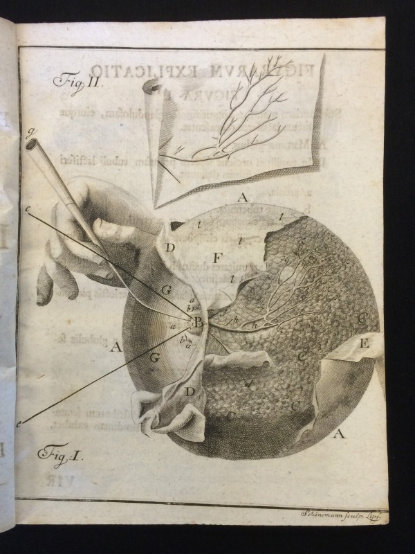 Copperplate engraving  in Philipp Adolph Böhmer's Epistola anatomica problematica de ductibus mammarum lactiferis (Halle an der Saale, Impensis Orphanotrophei,1742)