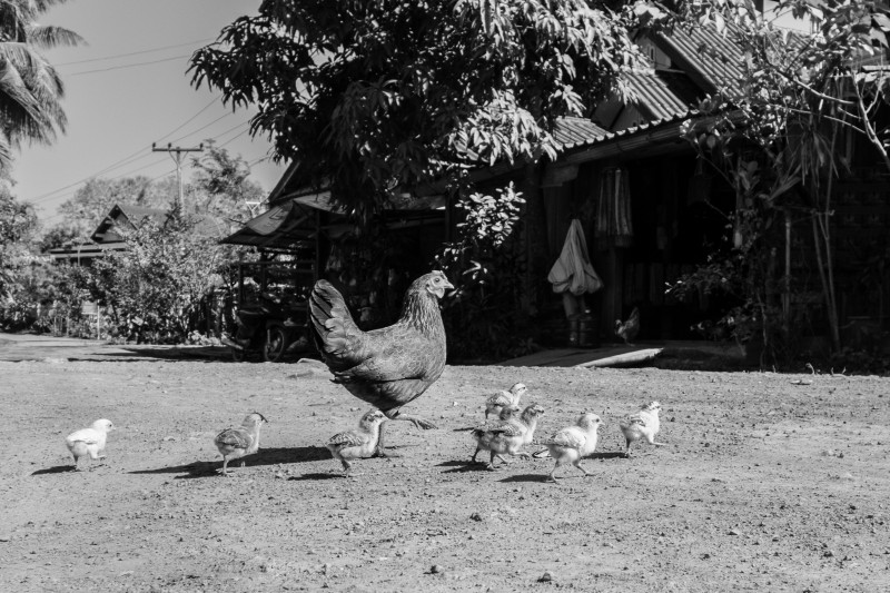  black and white photo of a chicken and her chicks crossing a dirt road