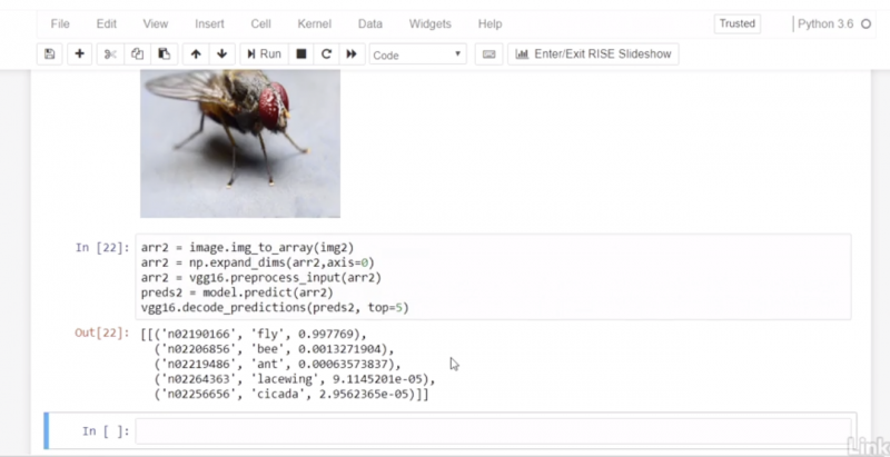 Image of a fly with computer code beneath, demonstrating the process of neural network analysis