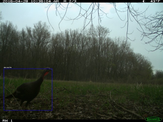 Image of a turkey in a field, with a border around the animal showing that an AI algorithm identified it