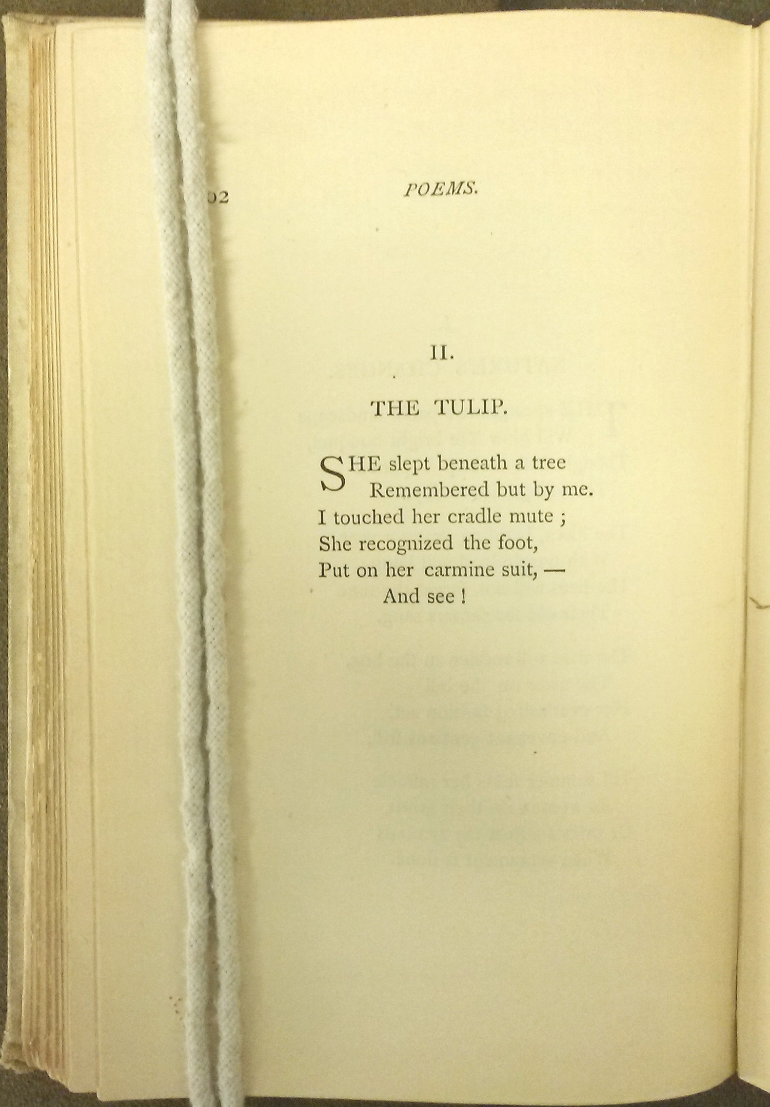 Text of "The Tulip"
