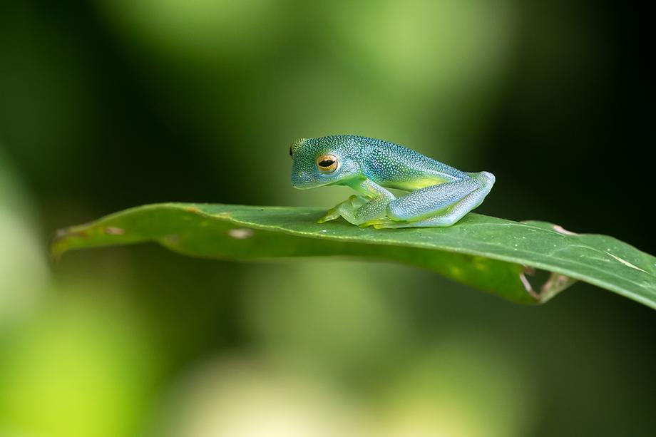 small green frog on a leaf