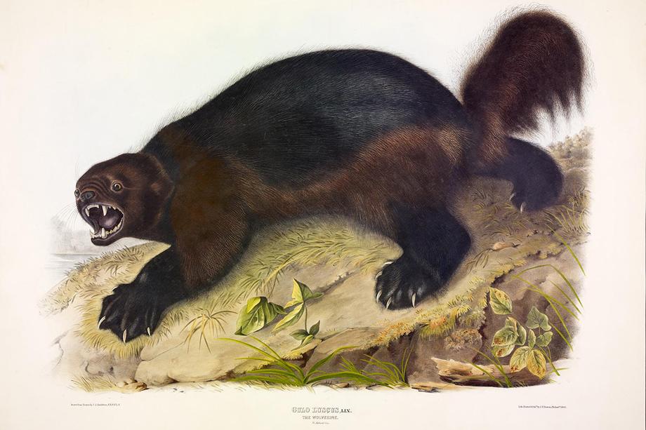 Illustration of a wolverine growling on a grassy knoll