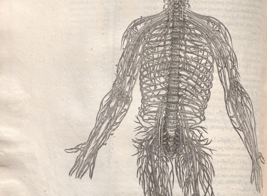 Depiction of the nervous system in the human body, from neck to thighs.