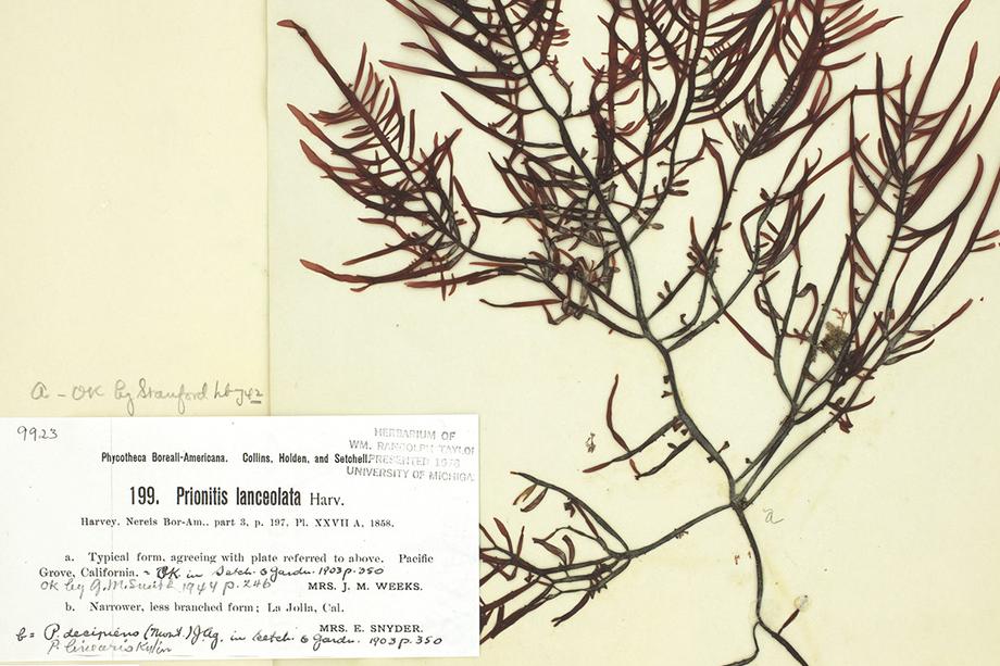 Specimen of a vascular plant, with an annotation card alongside it