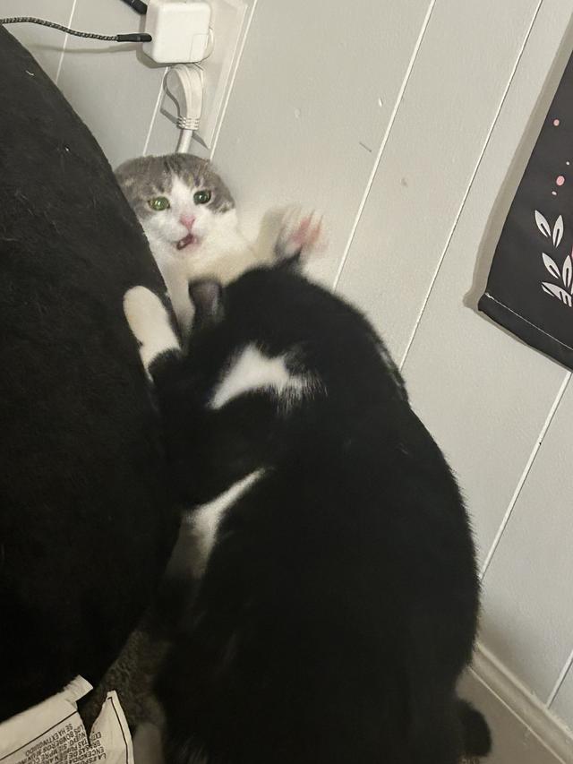 Saphira Hogan's Photo