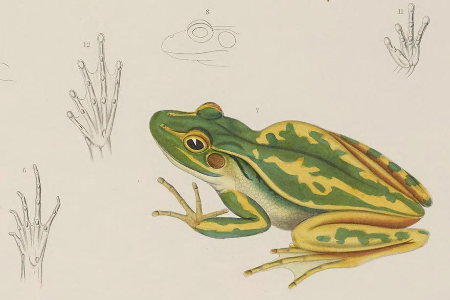 Green frog with yellow highlights and drawings of frog feet.