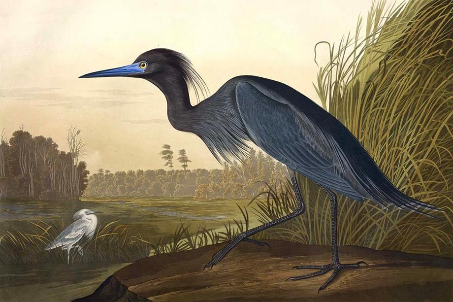 blue heron, a bird, with a long blue beak