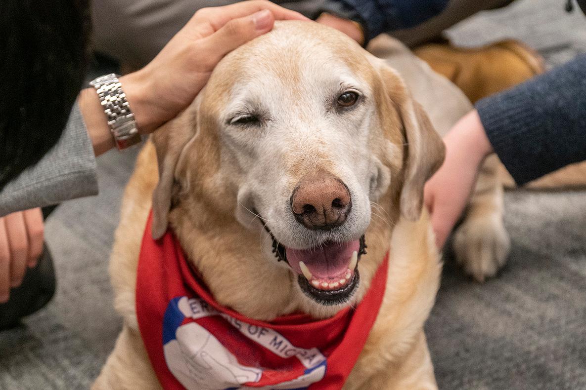 Therapaws hotsell