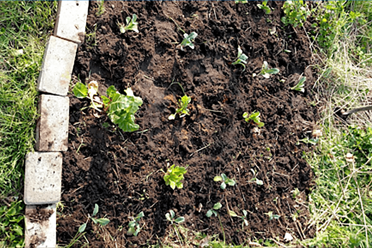 Garden edging and small plants in bare soil.
