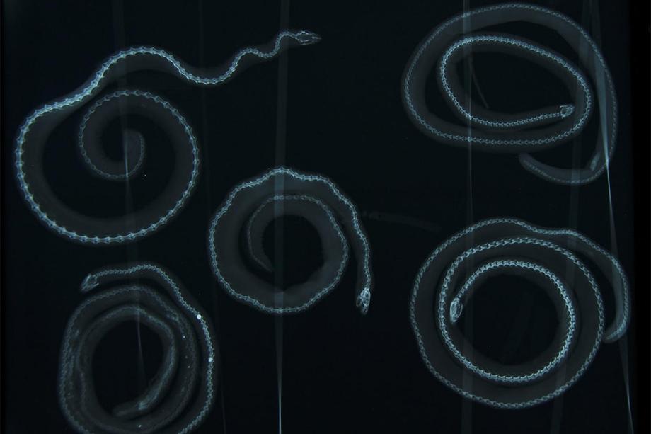 Black background with blue x-rays of five coiled up reptiles 